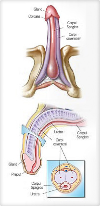 Anatomia penisului